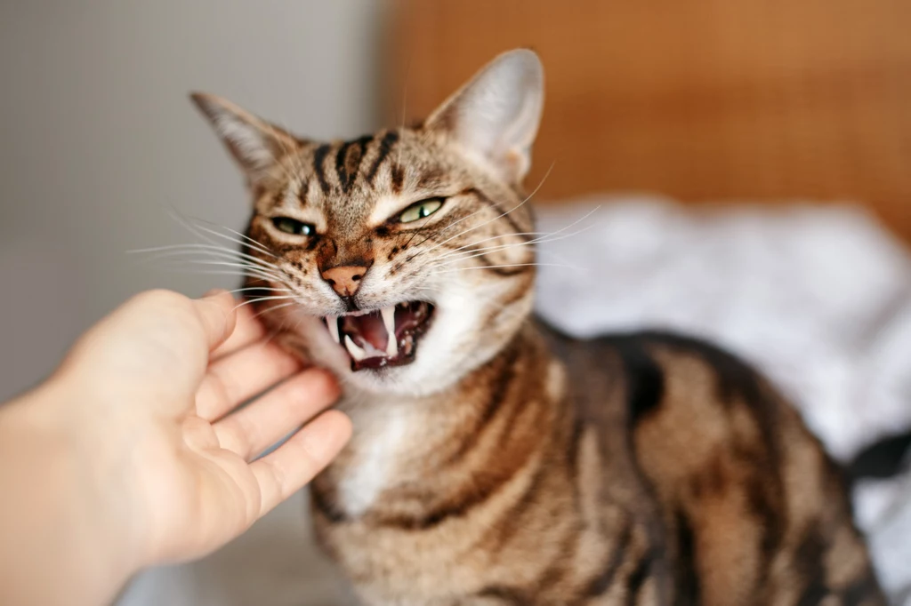 Koty, które są zestresowane będą okazywały agresję m.in. przez wokalizację, czyli donośne miauczenie, syczenie lub nawet warczenie. Warto uważać na te sygnały ostrzegawcze