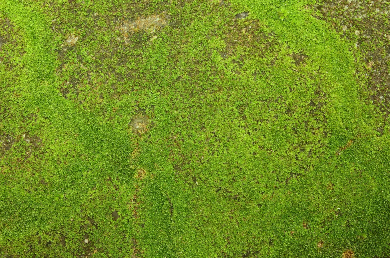 Mech to niechciany intruz w ogrodzie