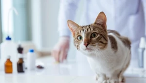 Cukrzyca u kota - przyczyny, objawy, leczenie