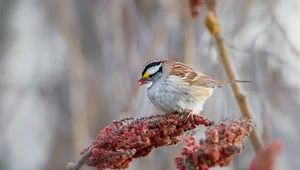 Pestycydy w ogrodach zabijają ptaki. Pięć wskazówek dla miłośników przyrody