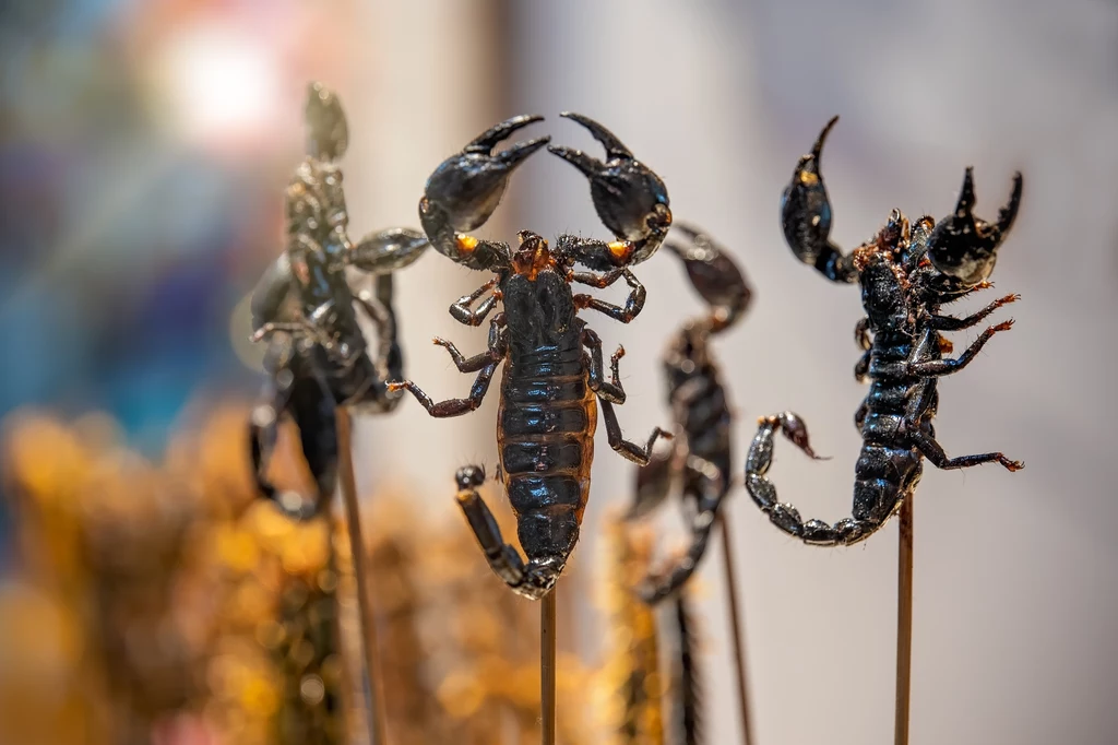 Smażone w całości skorpiony to przysmak w wielu krajach azjatyckich