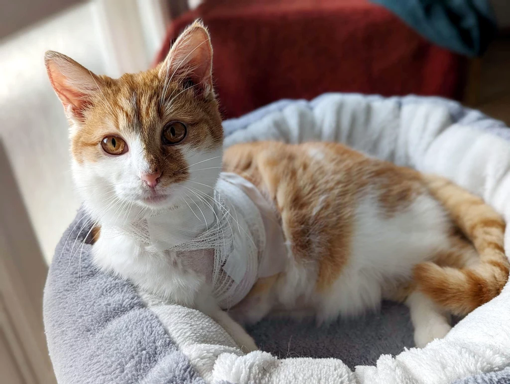Marlenka - młodziutka kotka, która w swoim krótkim życiu przeżyła piekło