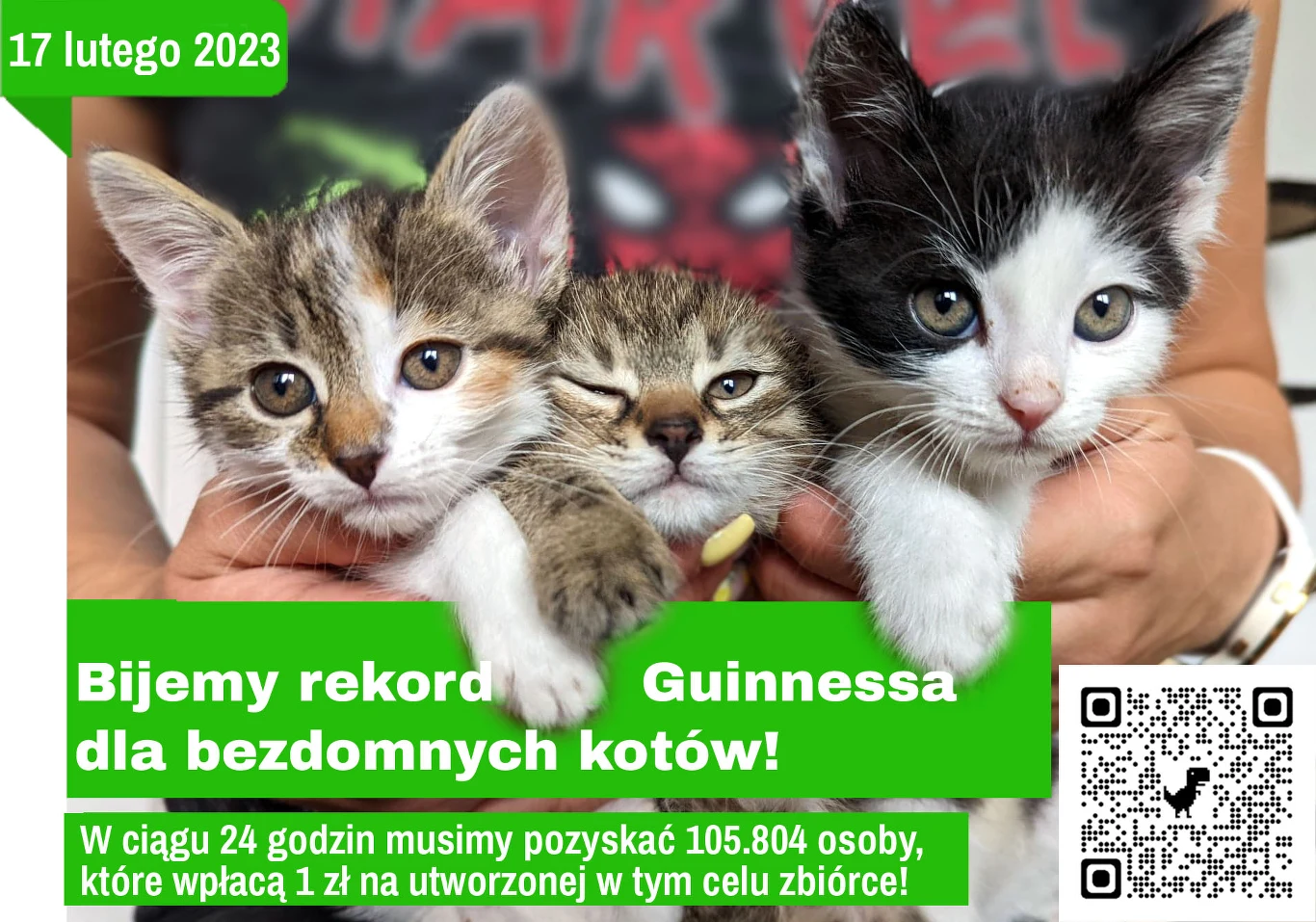 SOS KOTY Mielec biją rekord Guinnessa dla kotów SOS KOTY Mielec biją rekord Guinnessa dla kotów