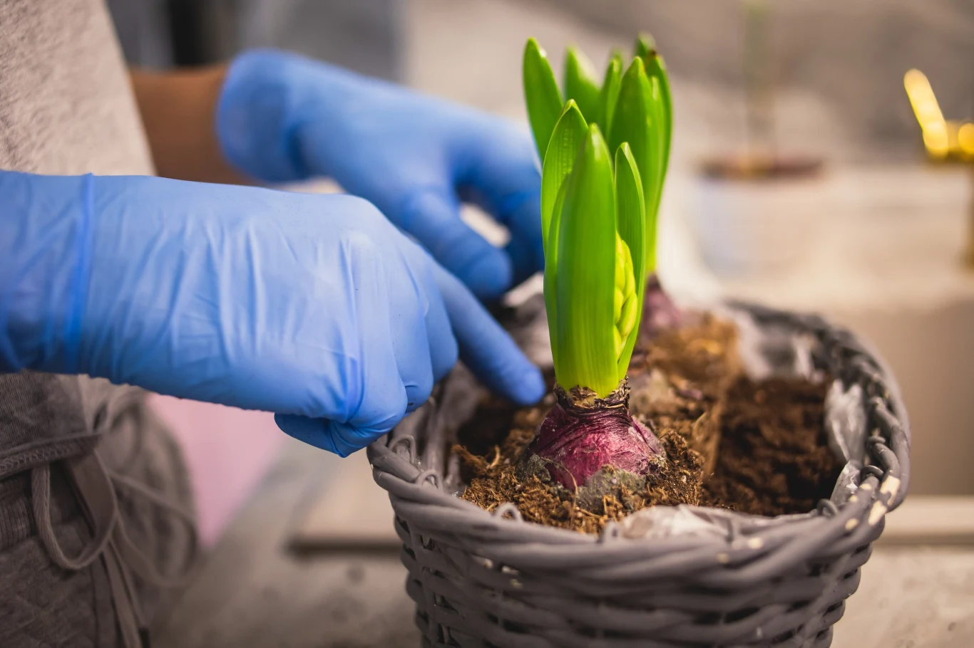 Sadzenie hiacyntów nie jest trudne, ale trzeba przestrzegać kilku zasad