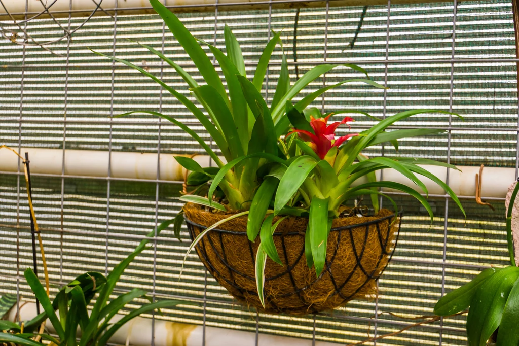 Guzmania to roślina tropikalna, świetnie radząca sobie w domowych warunkach