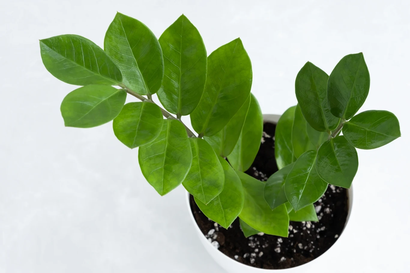 Nawożenie zamiokulkasa nie jest ani kosztowne, ani skomplikowane