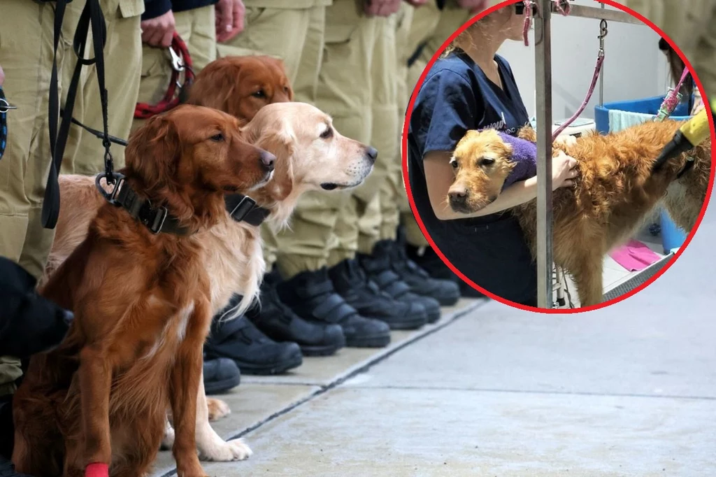 Psy, które wróciły z akcji ratowniczej w Turcji, otrzymały już należytą opiekę 