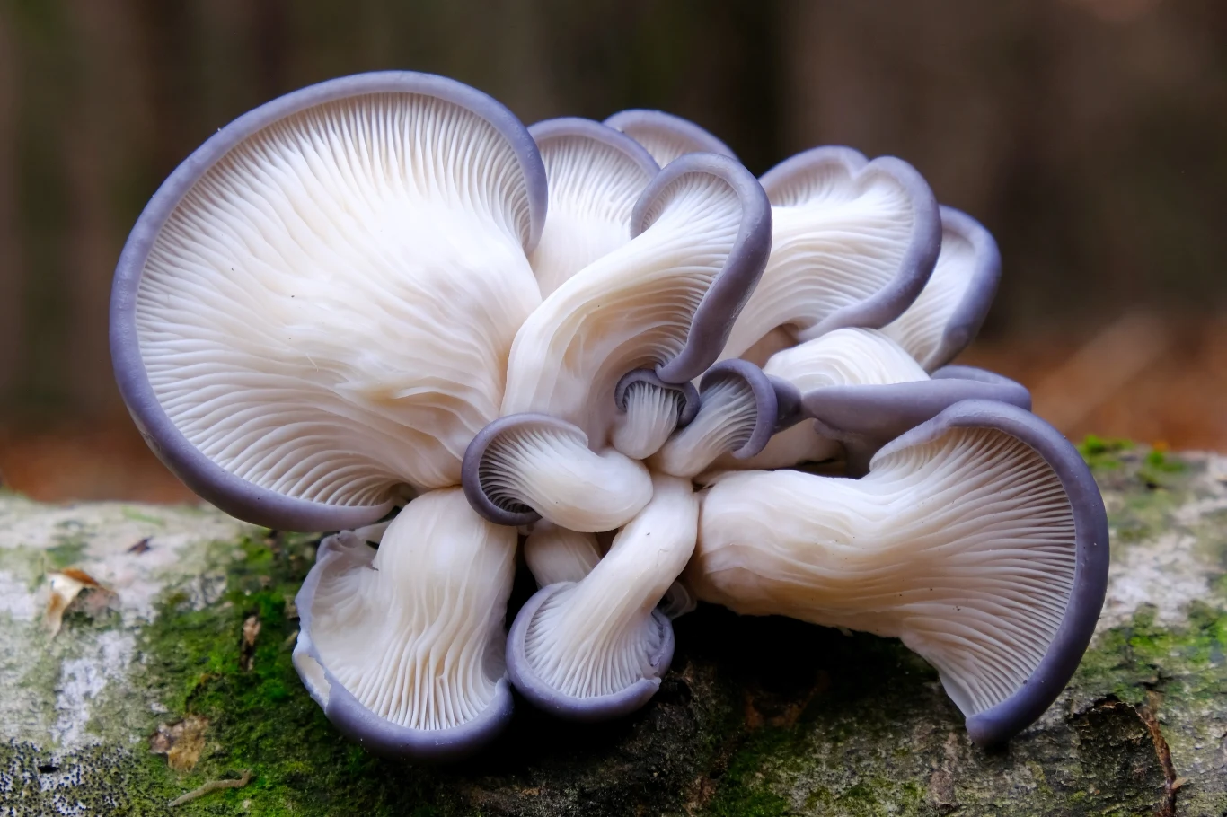 Największymi fanami boczniaków są weganie i wegetarianie