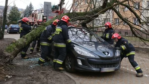 Jak uzyskać odszkodowanie, gdy drzewo uszkodzi nasz samochód?