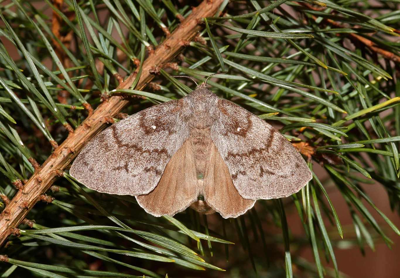 Barczatki sosnówki są naturalnymi wrogami sosen. Ćmy intensywnie pożerają igły, a na jednym drzewie może żerować nawet kilkaset gąsienic. Polscy naukowcy opracowali nową pułapkę feromonową, która w bardzo skuteczny sposób radzi sobie z nocnymi motylami