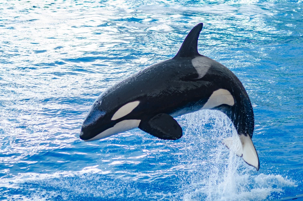 Samce orki domagają się jedzenia, które upolowała ich matka