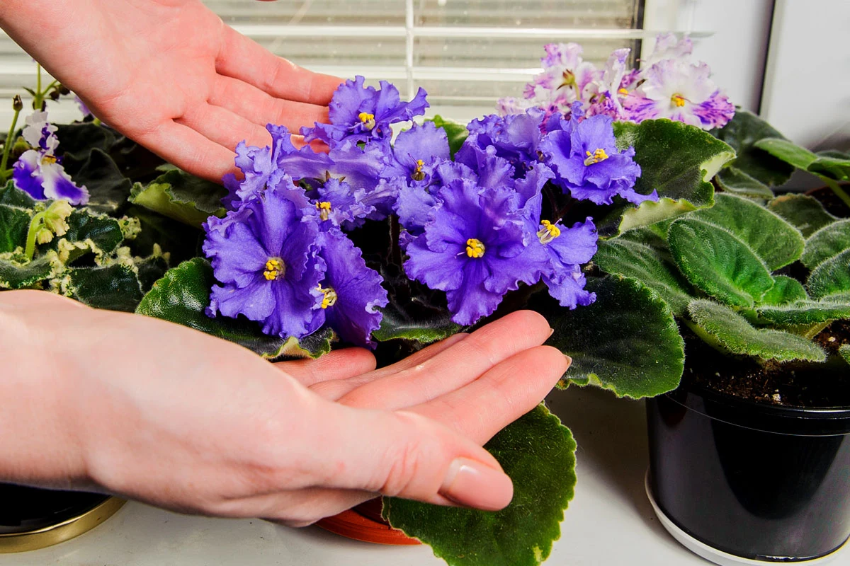 Fiołki afrykańskie to mało wymagające, urocze rośliny. Aby kwitły należy jednak regularnie je nawozić Fiołki afrykańskie to mało wymagające, urocze rośliny. Aby kwitły należy jednak regularnie je nawozić