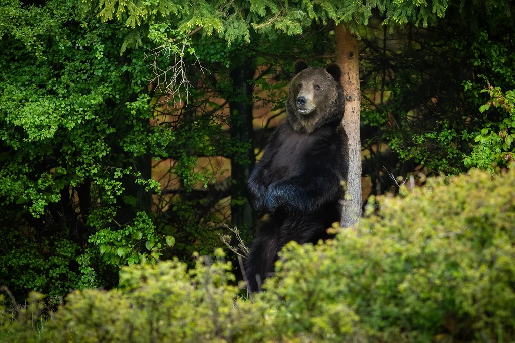 Naukowców od dłuższego czasu zastanawiało to, że na ciałach niedźwiedzi można znaleźć stosunkowo niewiele kleszczy. Badanie przeprowadzone w Polsce pozwoliło odkryć tajemnicę ich odporności na te insekty - chodzi o czochranie się o drzewa, które wydzielają cenną żywicę odstraszającą kleszcze