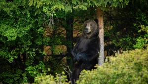 Ocieranie się o drzewa chroni niedźwiedzie przed kleszczami