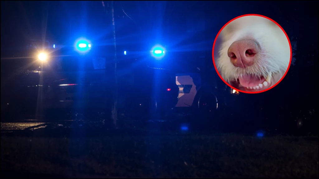 Policjant wszedł na posesję i zastrzelił zwierzę Policjant wszedł na posesję i zastrzelił zwierzę
