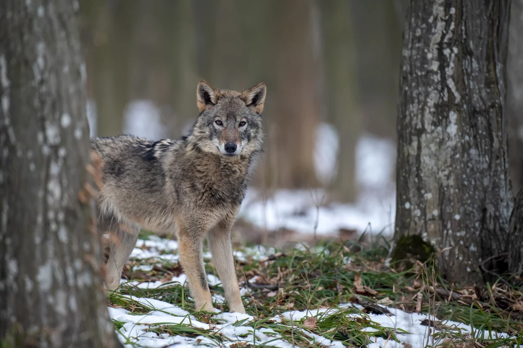 W Wielkopolsce żyje ok. 550 wilków.