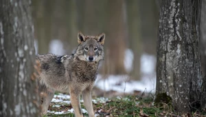 Poznaniacy coraz częściej natykają się na ślady wilków. Czy trzeba się bać? 