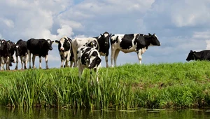 Jak zwiększyć wydajność krów mlecznych?