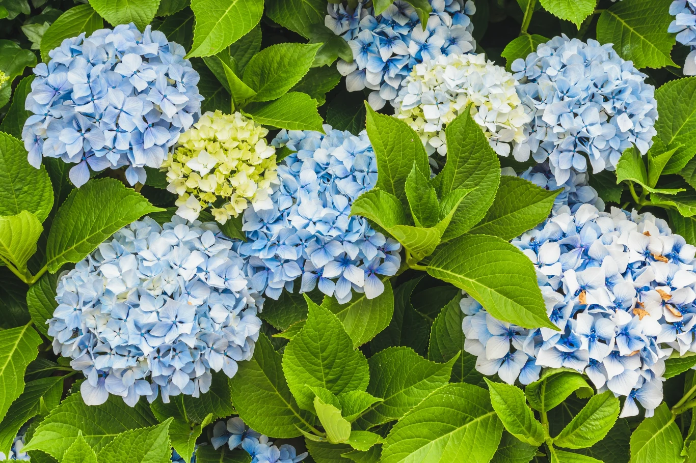 Umiejętna pielęgnacja hortensji ogrodowej skutkuje spektakularnym kwitnieniem krzewu