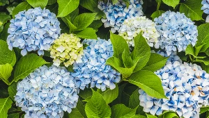 Umiejętna pielęgnacja hortensji ogrodowej skutkuje spektakularnym kwitnieniem krzewu