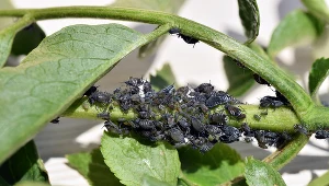 Zrób to, a mszyce nie tkną kopru ani sałaty. Za ten trik należy się złoty medal