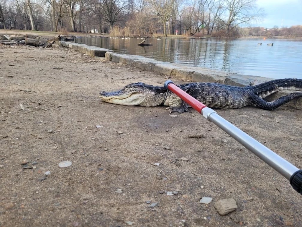 W weekend w parku w centrum Nowego Jorku schwytano aligatora. Gada okrzyknięto imieniem "Godzilla", mimo że ma niewiele ponad metr długości