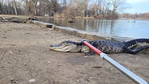 W weekend w parku w centrum Nowego Jorku schwytano aligatora. Gada okrzyknięto imieniem "Godzilla", mimo że ma niewiele ponad metr długości