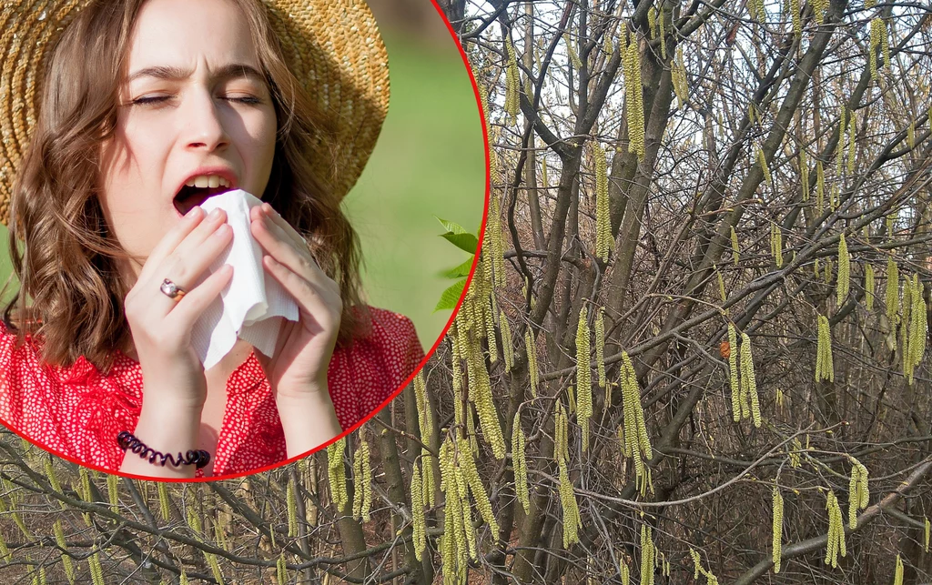 10 roślin występujących w Polsce, których pyłek może powodować alergie. Jakie miesiące są najtrudniejsze dla uczulonych?