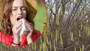 10 roślin występujących w Polsce, których pyłek może powodować alergie. Jakie miesiące są najtrudniejsze dla uczulonych?