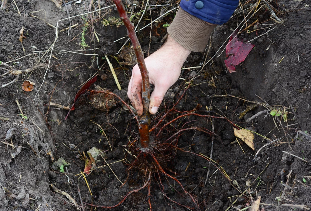 Ogrodnicy najczęściej zalecają dwa terminy sadzenia drzew owoowych - jesienią lub wczesną wiosną

Najlepszymi porami na sadzenie drzew i krzewów owocowych jest jesień, a także wczesna wiosna