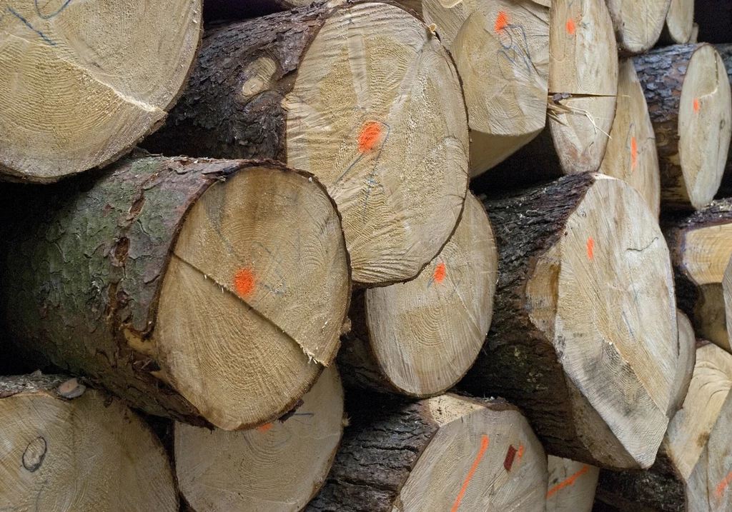Jakie są koszty przyrodnicze intensywnego pozyskiwania drewna?