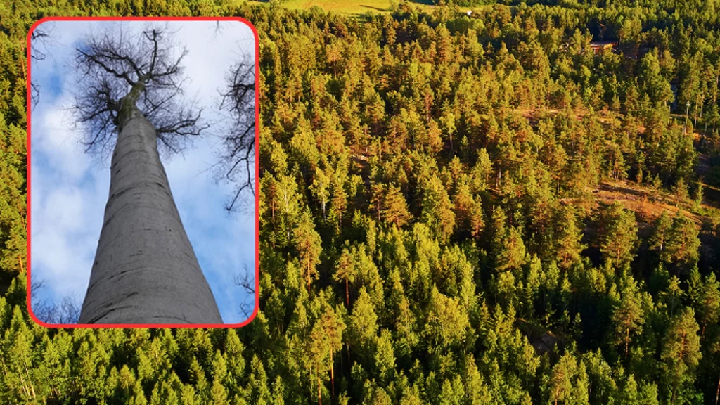 Najwyższe drzewo liściaste w Polsce zostało odkryte w okolicach Tarnowa 