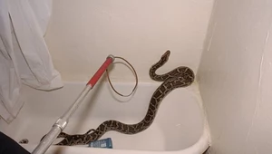 Kobieta pod prysznicem zauważyła ogromnego węża. Nie spuszczał z niej wzroku