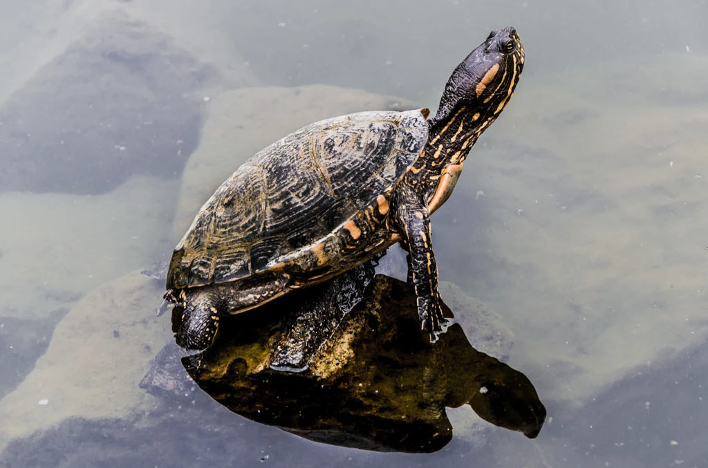 Żółwie ozdobne stanowią szczególne zagrożenie dla żółwia błotnego.