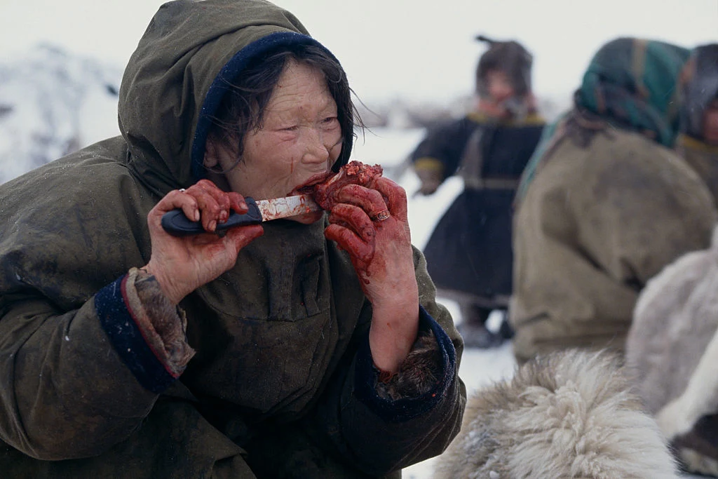 Ludy arktyczne zjadają surowe mięso z renifera