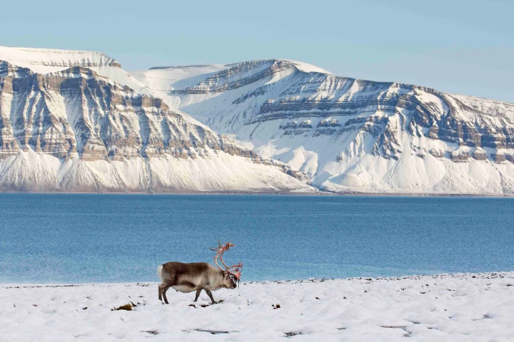 Arktyczne ludu piją mleko i jedzą mięso z renifera Arktyczne ludu piją mleko i jedzą mięso z renifera