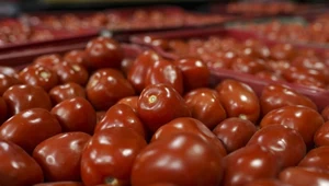 W Wielkiej Brytanii brakuje pomidorów. Sklepy ograniczyły sprzedaż warzyw