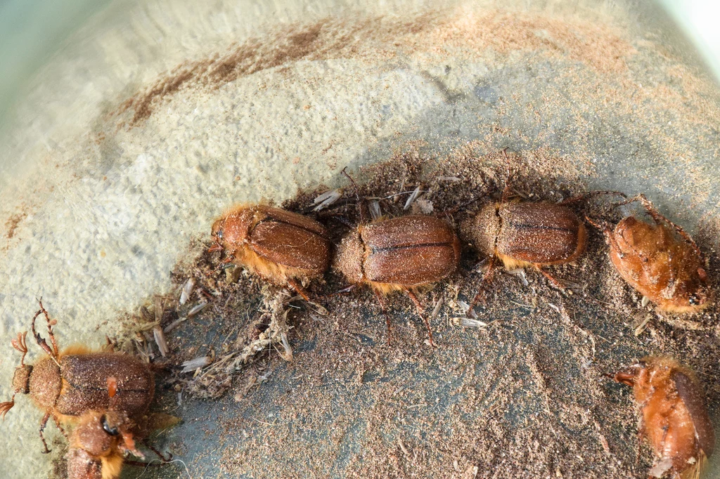 Szubak Smirnowa to pochodzący z Afryki gatunek chrząszcza z rodziny skórnikowatych