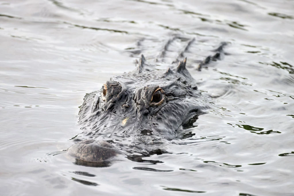 Floryda jest zamieszkiwana przez aligatory