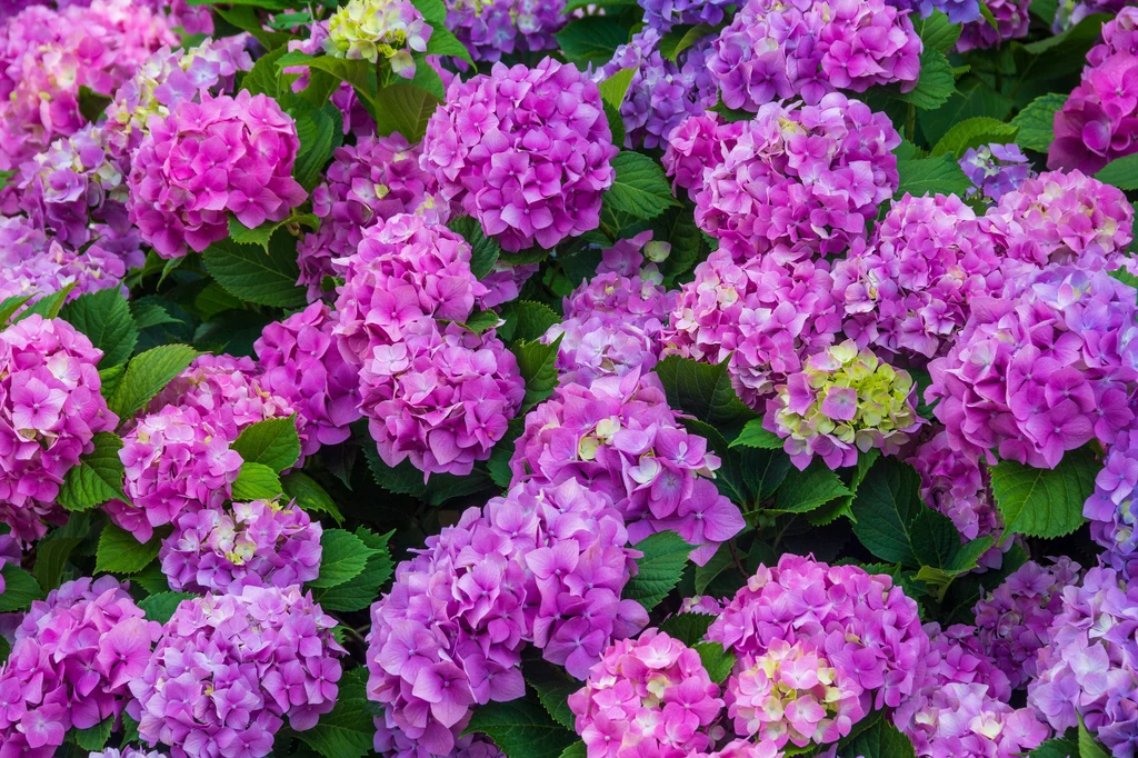 Kolory opanują twój ogród w okresie kwitnienia krzewów