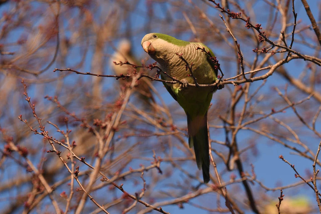 Papużki rozpoznają się po głosach. Ptaki potrafią identyfikować zawołania przyjaciół i wrogów.