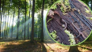 Mogą długo szukać ofiary. Niesamowity widok w polskich lasach
