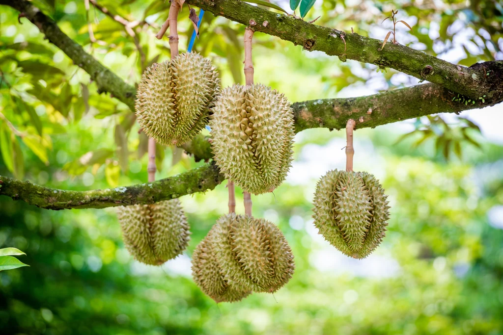 Już sam zapach durianu jest odpychający. Jakim cudem można więc traktować go jako afrodyzjak?