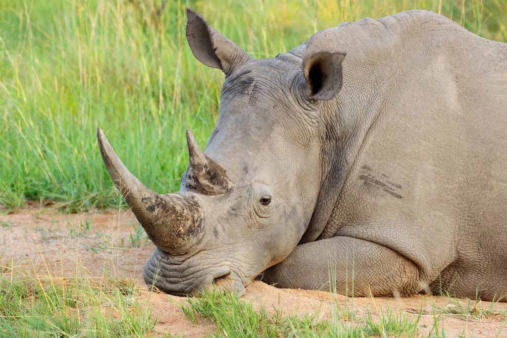 Niestety polowanie na nosorożce wciąż się zdarza, a niektórzy rogi tych zwierząt traktują jak naturalny afrodyzjak