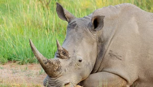 To operacja, jakiej nie było. 2 tys. nosorożców wypuszczą na wolność