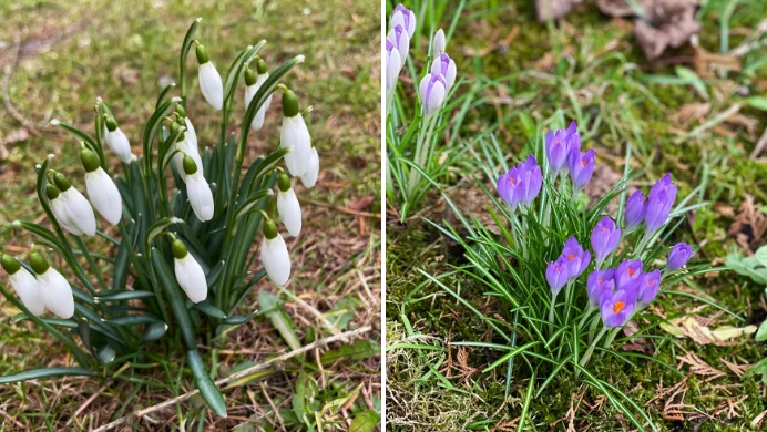 Przebiśniegi i krokusy pojawiły się także na trawnikach w okolicach bloków mieszkalnych
