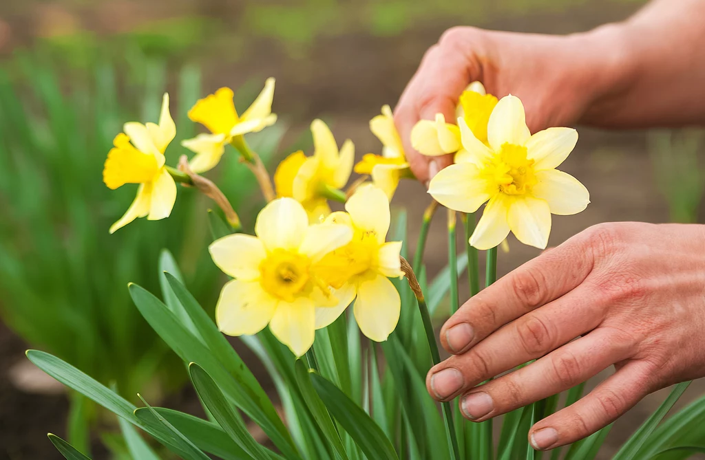 Żonkile często uznaje się za symbol nadchodzącej wiosny. Kwiaty te symbolizują dobrobyt i szcżęście