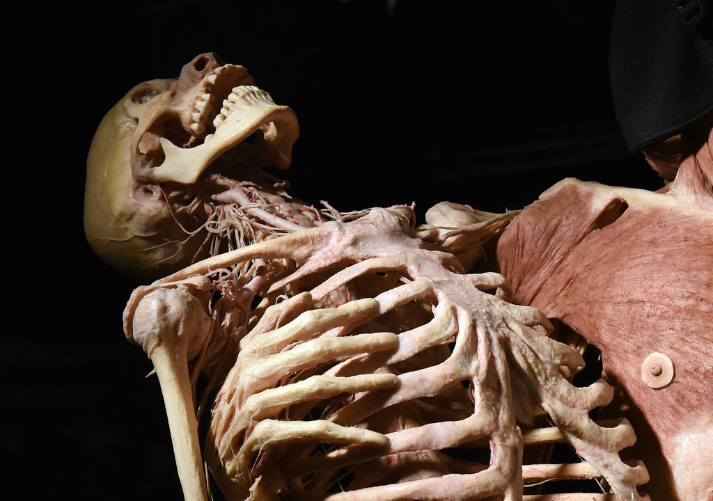 Szkielet z wystawy Body Worlds