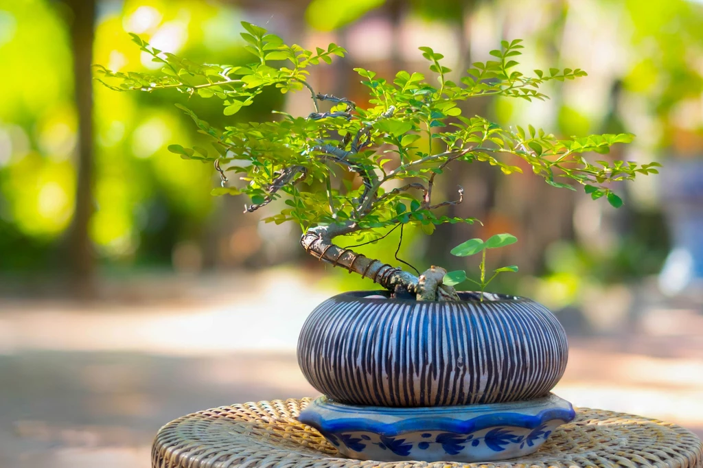W mieszkaniu najlepiej sprawdzą się drzewka bonsai będące gatunkami i odmianami fikusów.