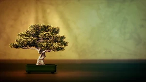 Gdzie postawić drzewko bonsai w domu? Potrzebuje dużo światła i wody